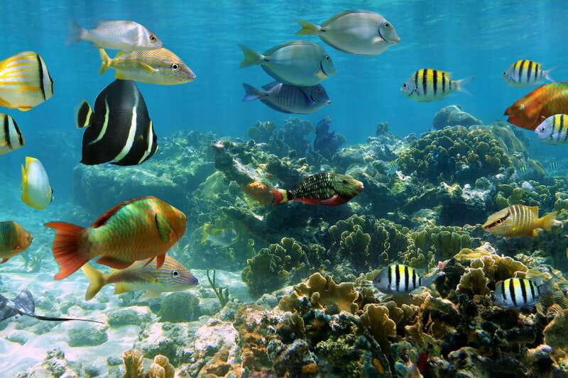 Cozumel: One Tank Scuba Dive and Full Chankanaab Park Access - Should you book it?