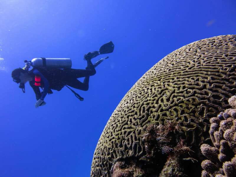 Cozumel: One Tank Scuba Dive and Full Chankanaab Park Access - Chankanaab Park adds real value