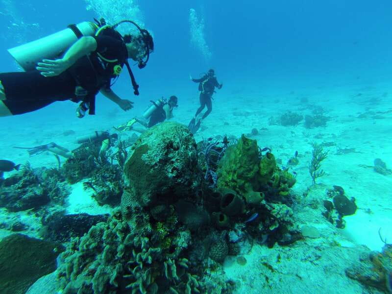 Cozumel: One Tank Scuba Dive and Full Chankanaab Park Access - Who should book this experience