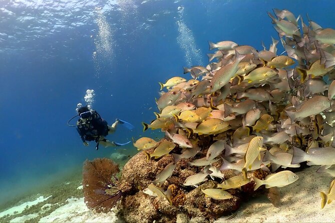 Cozumel Scuba Dive at Chankanaab - The short lesson and first minutes in the water
