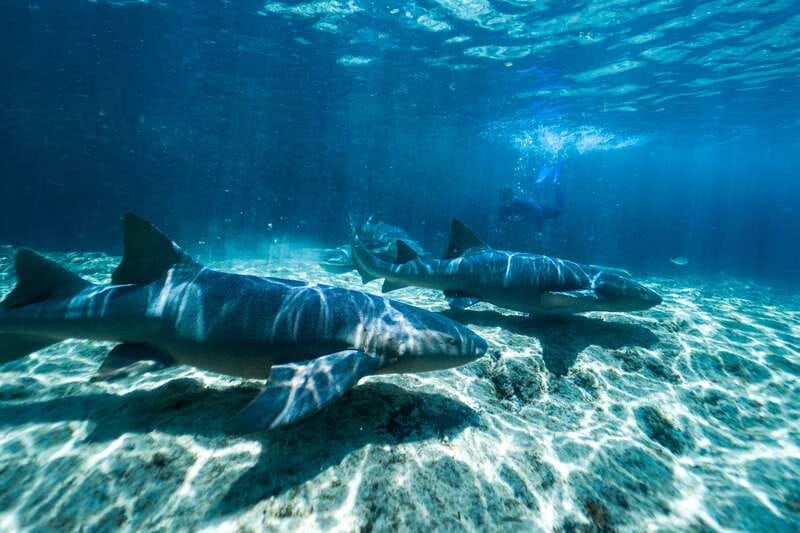 Cozumel: Snorkel and Swim with Stingrays - Key points to know before you book