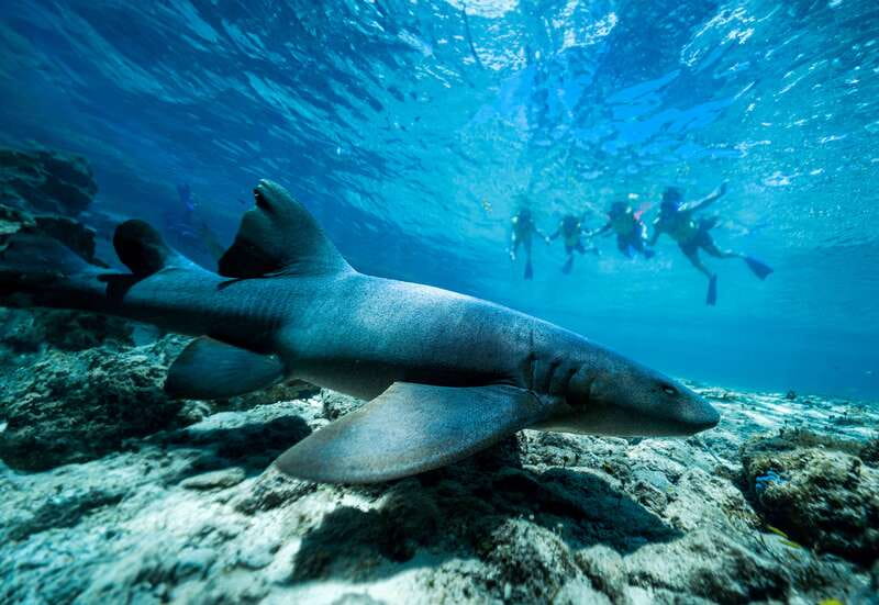 Cozumel: Snorkel and Swim with Stingrays - What else you can see on site