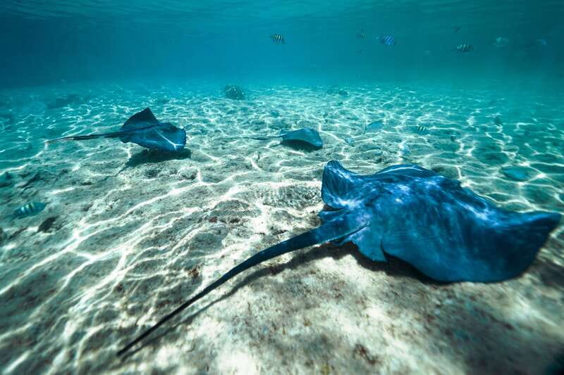 Cozumel: Snorkel and Swim with Stingrays - Snorkeling with stingrays and fish