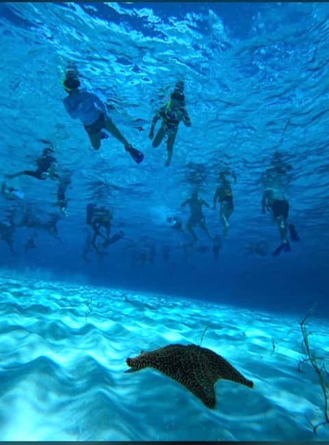 Cozumel: snorkeling on reefs + visit to "El Cielo" - El Cielo, shallow water and starfish