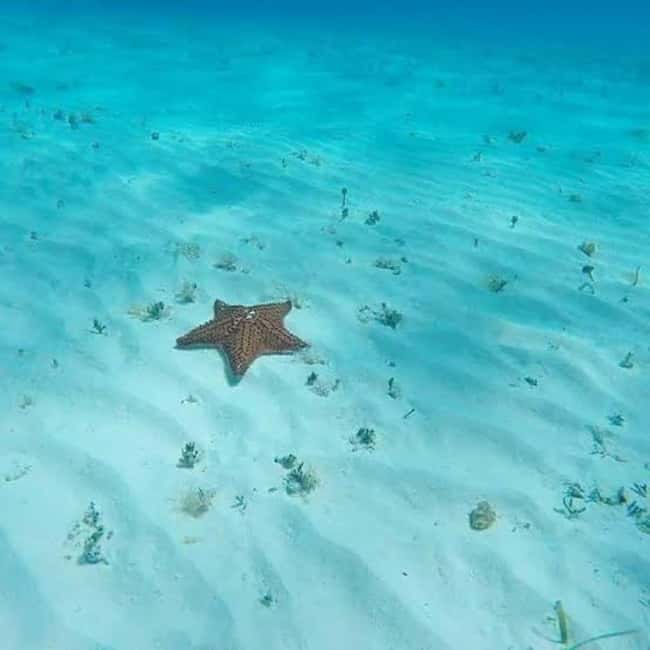 Cozumel: snorkeling on reefs + visit to "El Cielo" - What the strongest and weakest outings have in common