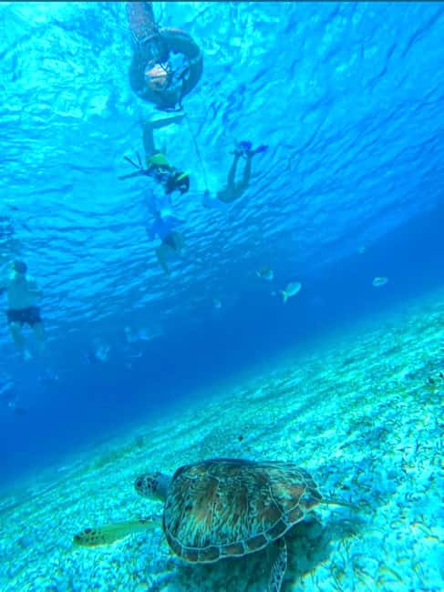 Cozumel: snorkeling on reefs + visit to "El Cielo" - Columbia Reef, a second look at Cozumel’s marine life