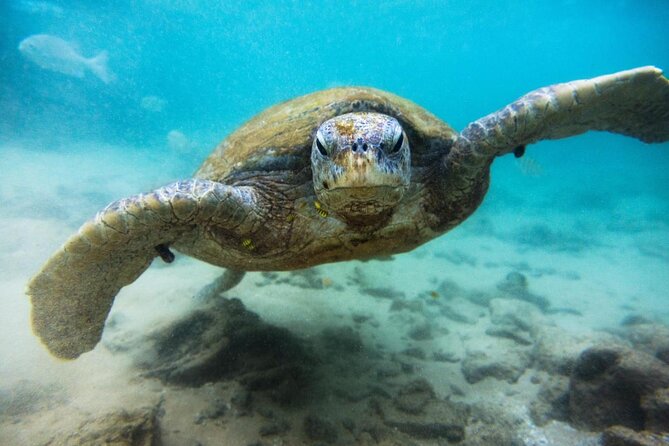 Cozumel Snorkeling Tour at Palancar & Colombia Reefs and El Cielo - Three water stops, three different Cozumel experiences