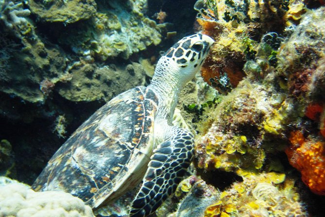Cozumel Snorkeling Tour at Palancar & Colombia Reefs and El Cielo - El Cielo is the calm, shallow finale