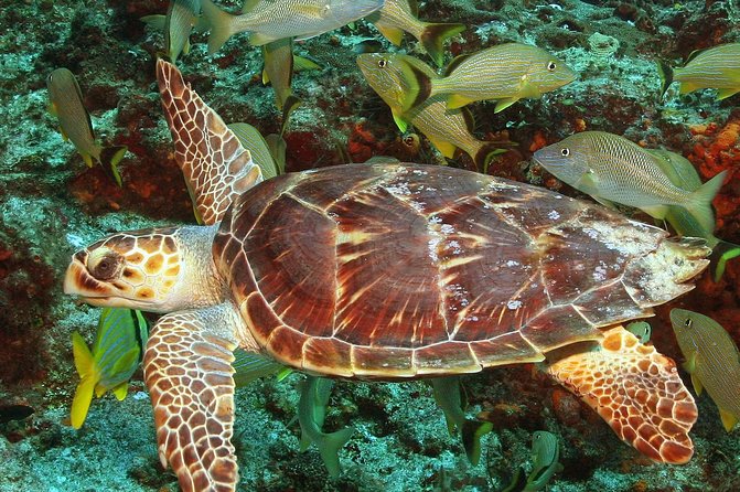 Cozumel Snorkeling Tour at Palancar & Colombia Reefs and El Cielo - Food and drinks add real value