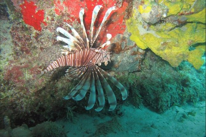 Cozumel Snorkeling Tour: Palancar, Columbia and El Cielo Reefs - Other reef names on the route
