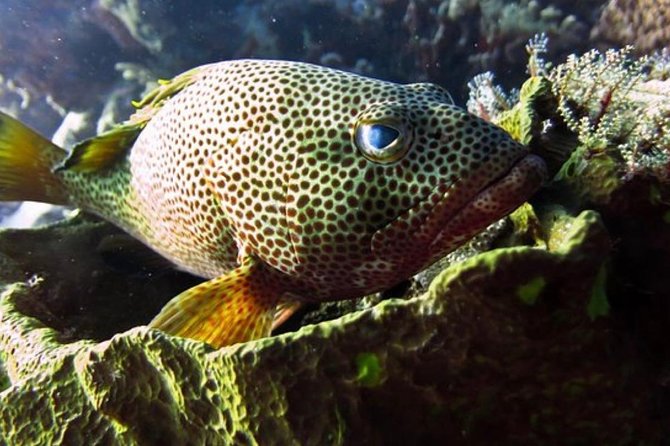 Cozumel Snorkeling Tour: Palancar, Columbia and El Cielo Reefs - Four hours keeps the day manageable