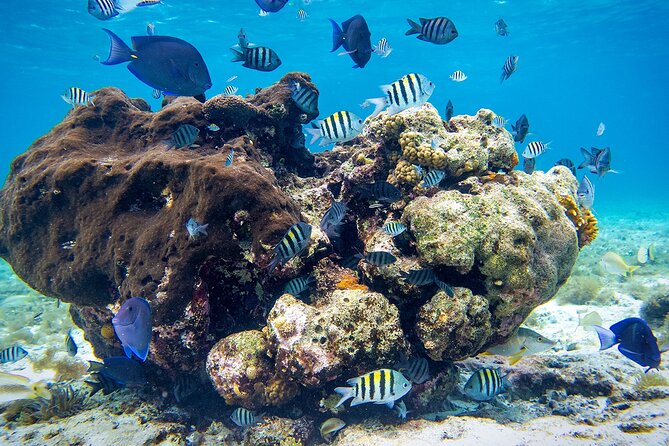 Cozumel Starfish and Tropical Reef Snorkeling by Powerboat with Lunch - Is $139 a Fair Price?