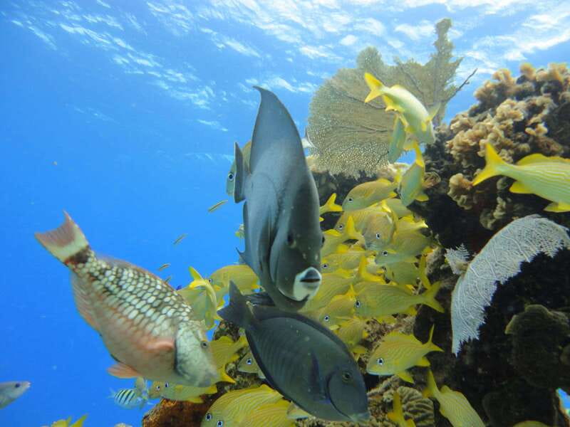 Cozumel: VIP Glass Bottom Boat & Snorkeling 3 Reefs Tour - The Boat: Dry Viewing, Shade, and Practical Comforts
