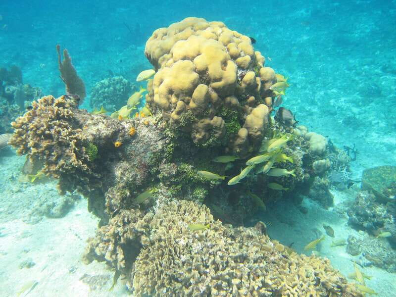 Cozumel: VIP Glass Bottom Boat & Snorkeling 3 Reefs Tour - Getting There From a Cruise Ship