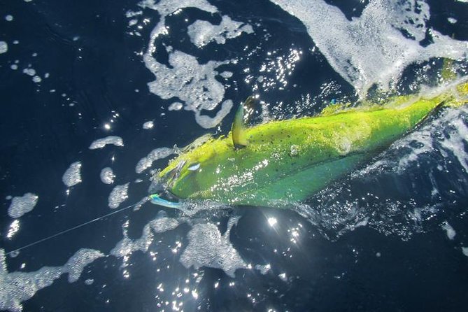 Deep Sea Fishing for 5 Hours from Cabo San Lucas - Who should book this Cabo charter