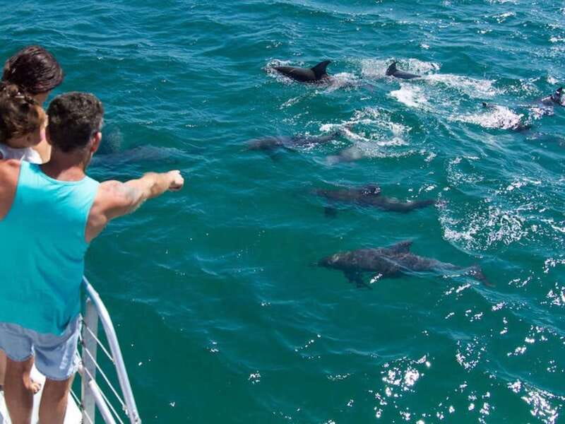 Destin: Dolphin Watching Cruise - Key points at a glance