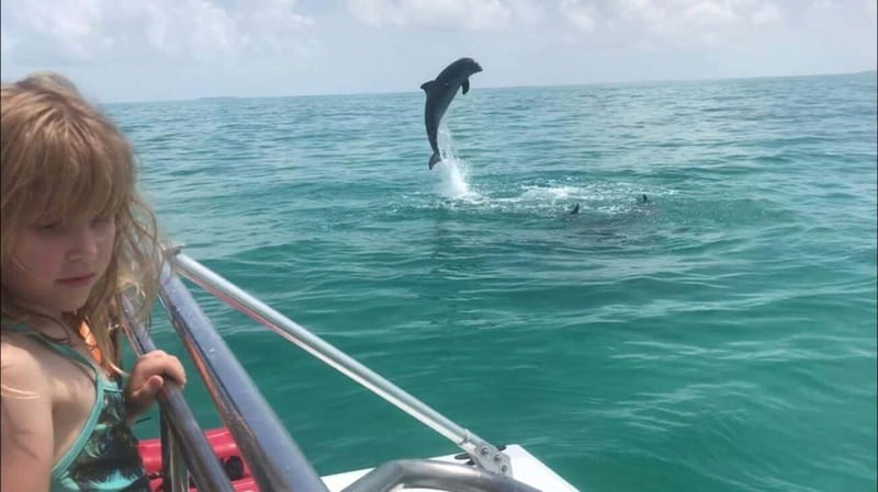 Destin: Dolphin Watching Cruise - My verdict: book it if you value the whole ride