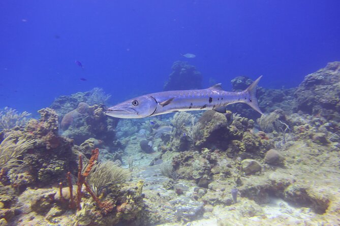 Discover Scuba - What the $140 price includes in practical terms
