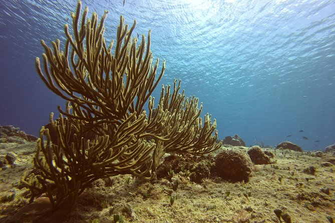 Discover Scuba Diving - What this Cozumel lesson actually gives you
