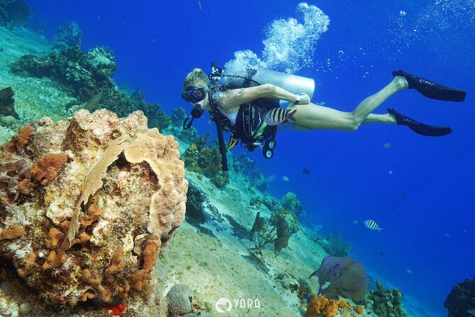 Discover Scuba Diving - The reef swim: roughly 20 to 40 feet below the surface