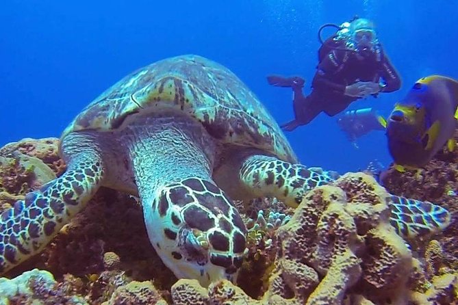 Discover Scuba Diving - Timing, cruise-port access, and small practical details