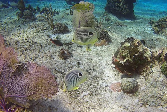 Discover Scuba Diving - What could go wrong, and how to reduce the risk