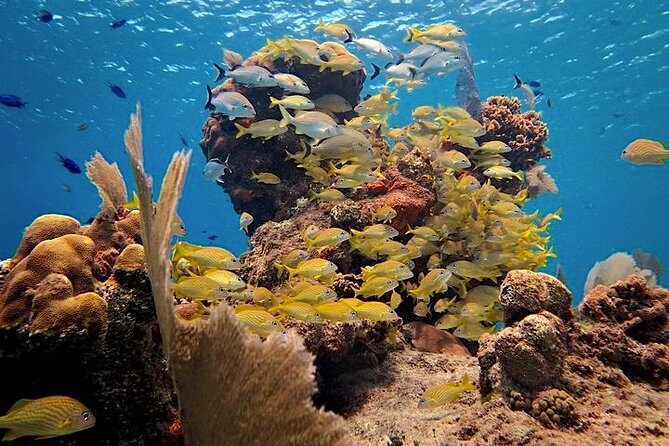 Discover Scuba Diving in Cozumel Paradise Reef - What happens at Marina Fonatur