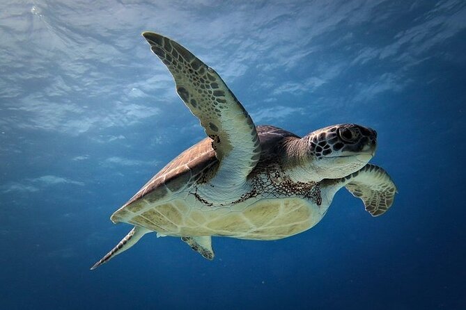 Discover Scuba Diving in Cozumel Paradise Reef - The surface interval on the boat