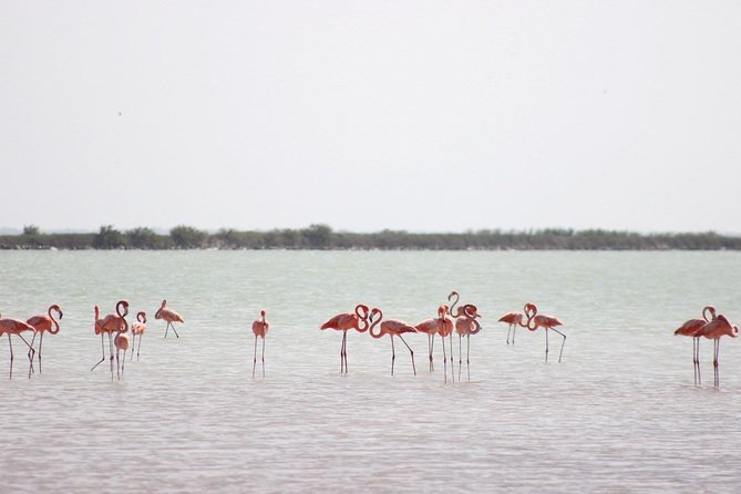 Discover the FABULOUS PINK WATERS at the Caribean (Las Coloradas+Río Lagartos) - Why Las Coloradas turns pink