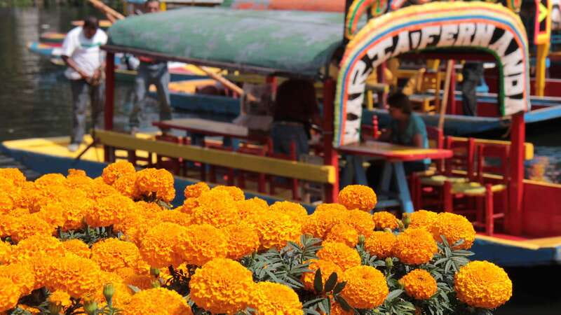 Discover Xochimilco and Coyoacán: Tradition, Music, Culture - Walking Coyoacán’s plazas and colonial streets