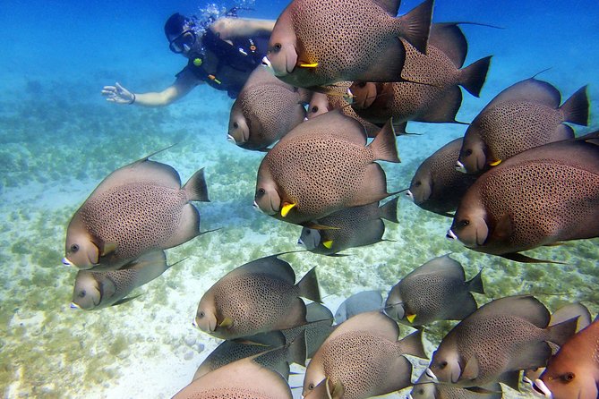 Diving in Cancun for Certified Divers | 2 Dives | All Inclusive - What you see at MUSA and the reef