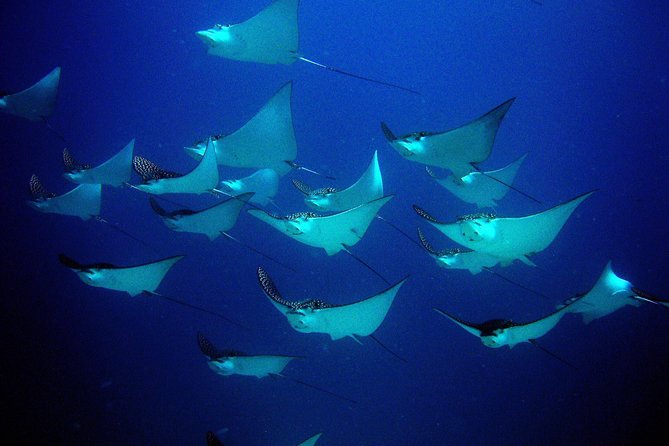 Diving in Cancun for Certified Divers | 2 Dives | All Inclusive - Is $161.24 a fair price?