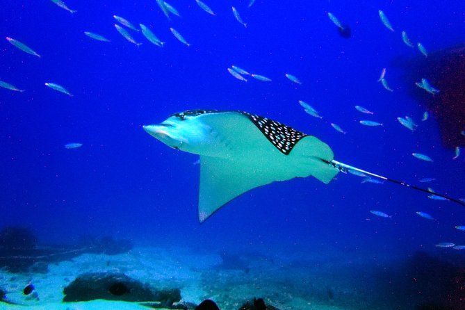 Diving in Cancun for Certified Divers | 2 Dives | All Inclusive - What the six-hour schedule feels like