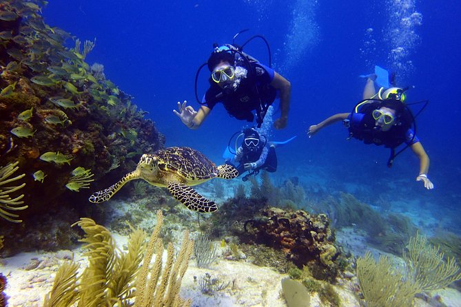 Diving in the Mexican Caribbean for Beginners | 2 Tanks 2 Dives | All Inclusive - What the $190.69 price really covers