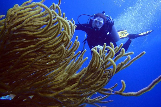 Diving in the Mexican Caribbean for Beginners | 2 Tanks 2 Dives | All Inclusive - Small details that improve the morning