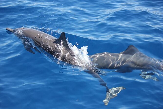 Dolphin & Whale Watching in Puerto Escondido - Puerto Escondido’s Wildlife Begins Before Breakfast