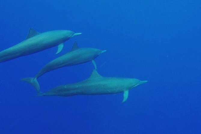 Dolphin & Whale Watching in Puerto Escondido - Playa Zicatela and the Coastal Bays