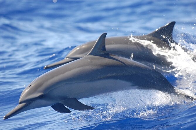 Dolphin & Whale Watching in Puerto Escondido - Whales Are Possible, Not Promised