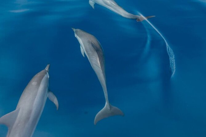 Dolphin & Whale Watching in Puerto Escondido - Turtles, Rays, Birds, and Unexpected Sightings