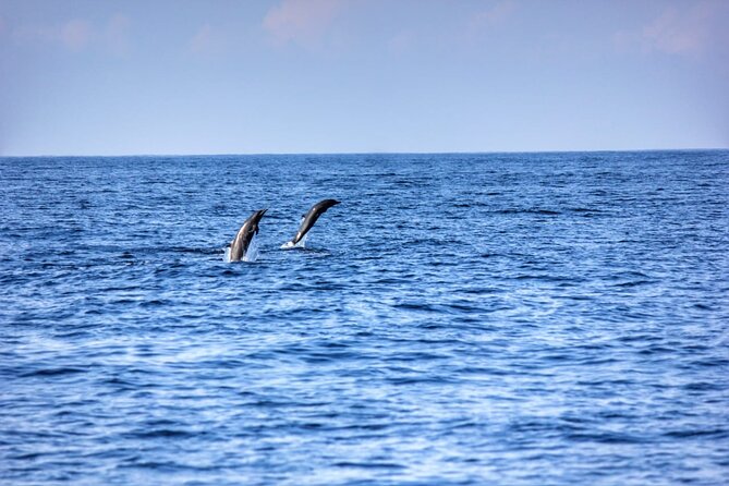 Dolphin & Whale Watching in Puerto Escondido - Swimming With Dolphins: Read the Fine Print