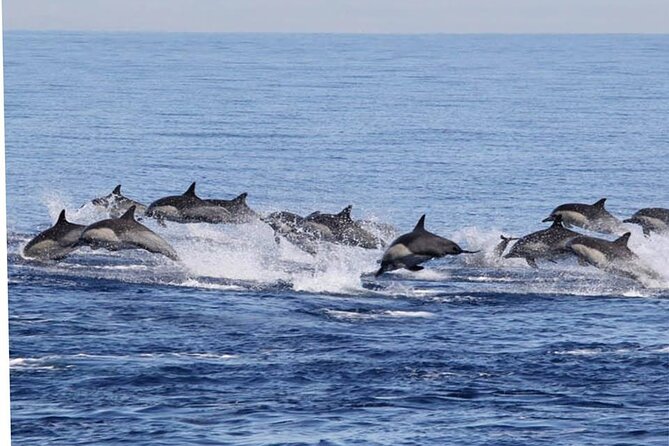 Dolphin & Whale Watching in Puerto Escondido - Small Groups Make a Real Difference