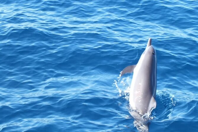 Dolphin & Whale Watching in Puerto Escondido - Timing, Pickup, and What to Bring