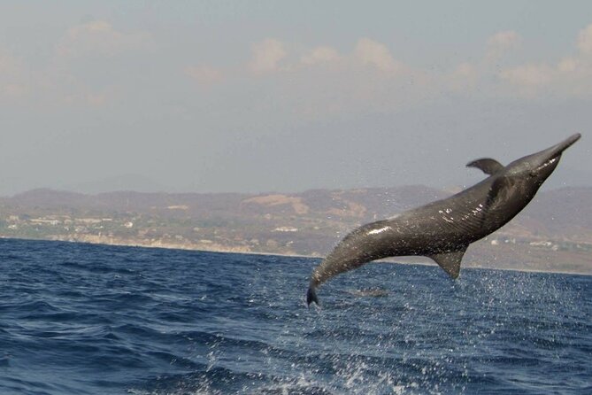 Dolphin & Whale Watching in Puerto Escondido - Searching for Four Kinds of Wild Dolphins