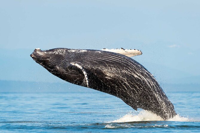 Dolphin & Whale Watching with Marine Biologists - Key points before you book