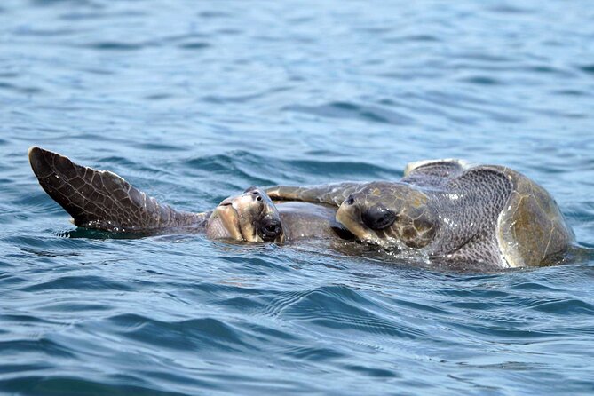 Dolphin & Whale Watching with Marine Biologists - Why this Huatulco wildlife trip feels different