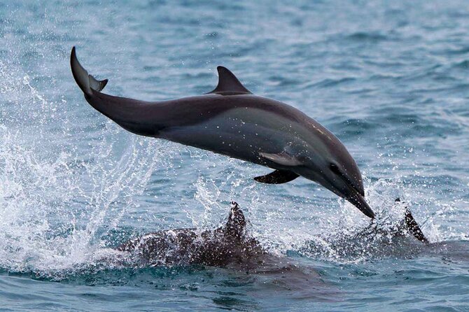 Dolphin & Whale Watching with Marine Biologists - Dolphins can be the morning’s main event