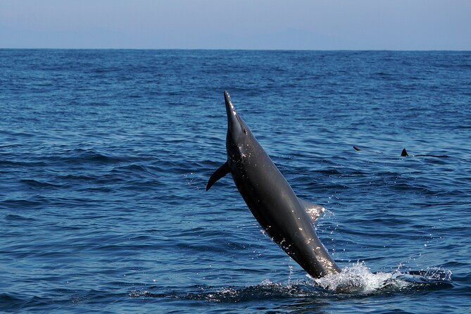 Dolphin & Whale Watching with Marine Biologists - Sea turtles, rays, snakes, and sailfish