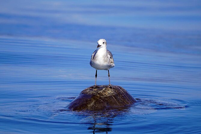 Dolphin & Whale Watching with Marine Biologists - What the small boat is really like
