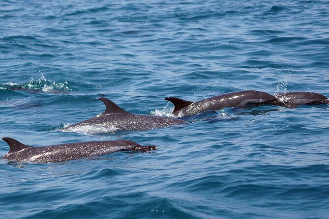 Dolphin & Whale Watching with Marine Biologists - How much value do you get for $59.74?