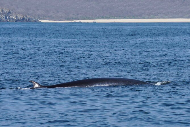 Dolphin & Whale Watching with Marine Biologists - Who will enjoy this morning on the water?